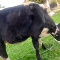 گاو هلشتاین