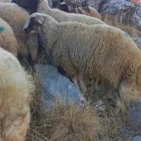 قوچ کاور ورن سنجابی|حیوانات مزرعه|بیلوار, |دیوار