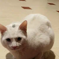 واگذاری گربه|گربه|پرند, فاز ۲|دیوار