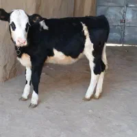 گوساله