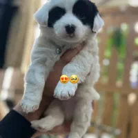 پامر|سگ|تبریز, |دیوار