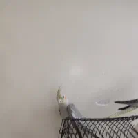 یه جفت عروس هلندی بازیگوش|پرنده|تهران, مینای شمالی (مخبر)|دیوار