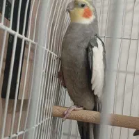 ۲ جفت عروس|پرنده|دوگنبدان, |دیوار