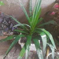 گل سرحال|گل و گیاه طبیعی|اراک, |دیوار