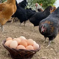 تخم مرغ محلی  نطفه دار
