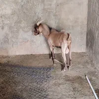 چپش چپیش نری گوسفند الپاین