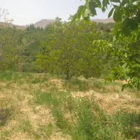 فروش باغ گردو 10کیلومتری سپیدان|فروش زمین و ملک کلنگی|کنار تخته و کمار, |دیوار