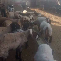 با سلام بره چاق پرواری گوشتی به فروش میرسد|حیوانات مزرعه|مرودشت, مجد آباد|دیوار