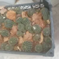 گلدون کاکتوس