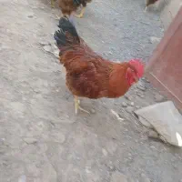 خروس
