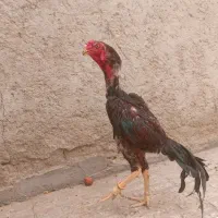 خروس اشامو