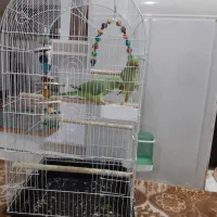 طوطی ملنگو|پرنده|آبادان, |دیوار