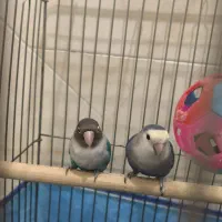 جفت کوتوله برزیلی|پرنده|مرودشت, پشت سایپا‎|دیوار