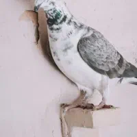 ماده بزک سینه سفید