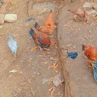 جوجه شوروی|حیوانات مزرعه|نیمروز, |دیوار