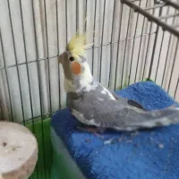 یک جفت عروس هلندی با جوجه