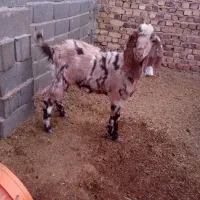 ۲ عدد بزغاله ماده جنس دار فروشی|حیوانات مزرعه|تربت جام, معدآباد|دیوار