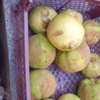 به درجه یک کیلو۵۰|خوردنی و آشامیدنی|شیراز, شهرک سعدی|دیوار