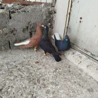 کبوتررنگی|پرنده|کوهین, |دیوار