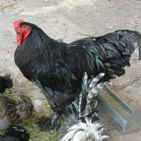 مرغ و خروس برهما امپراطور غول‌پیکر بلک