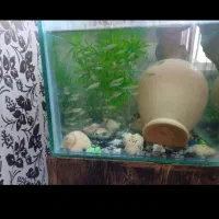 گوپی مولد|ماهی|اردبیل, |دیوار