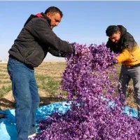 توزیع گل زعفران ، خشک کردن گل زعفران
