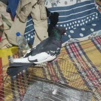 قفس پرنده.کبوتر|پرنده|صدرا-فارس, فاز ۱|دیوار