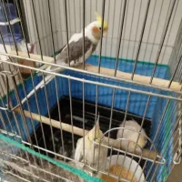 3تاعروس هلندی 1نر و 2ماده