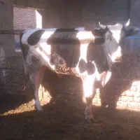 جوانه هلشتاین