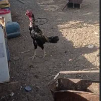 خروس لاری اصیل فروش فوری|حیوانات مزرعه|خواف, |دیوار