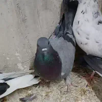 کفتر سبز|پرنده|اصفهان, منتظرالمهدی|دیوار