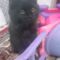 گربه پرشین