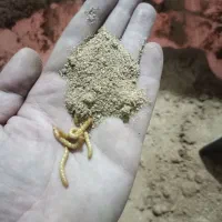 ورمیکمپوست اصل