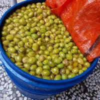 زیتون سنتی امسال درشت|خوردنی و آشامیدنی|رشت, سلیمانداراب|دیوار