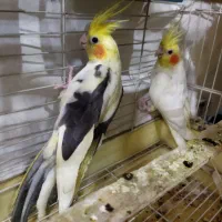 عروس هلندی جفت