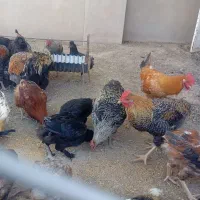 خروس و اردک|حیوانات مزرعه|فریمان, |دیوار