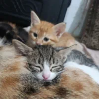 واگذاری رایگان گربه