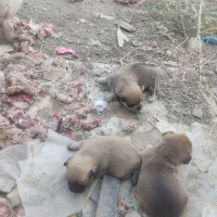 واگذاری سگ پا کوتاه  اشپیتز