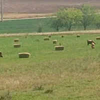 علف یونجه بصورت عمده