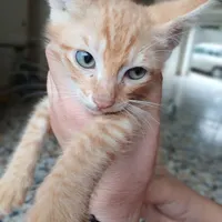 واگذاری گربه DSH