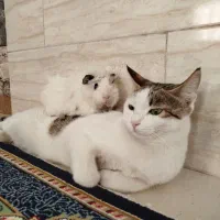 واگذاری رایگان گربه|گربه|محمدشهر, ولدآباد|دیوار