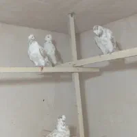 دوجفت حیوون خوب سرحال بدون ایراد فروشی|پرنده|ارومیه, |دیوار