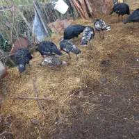 بوقلمون  ۳۵۰|حیوانات مزرعه|تالش, جوکندان|دیوار