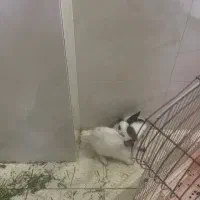 یک جفت خرگوش ماده و نر