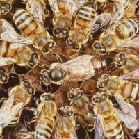 زنبور بومی یا کارنیکا