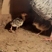 جوجه بوقلمون برنز|حیوانات مزرعه|شلمان, |دیوار