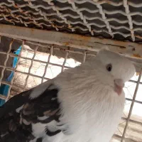 کبوتر هما وپشت سیاه خال زرد|پرنده|کهریزک, |دیوار