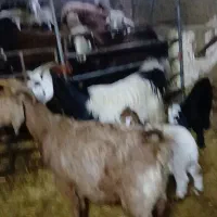 فروش دوراس بز بز غاله قیمت مناسب