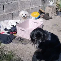 توله شیتزو پیکنز|سگ|لاهیجان, امیرشهید|دیوار