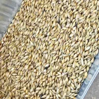 جو سوپر دامی